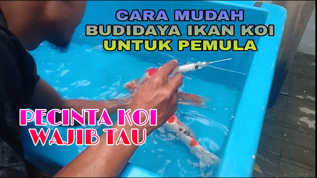 BUDIDAYA IKAN KOI || OVAPRIM - TERNAK KOI PEMULA 