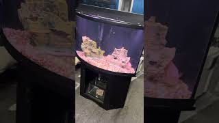 50 gallon corner Bowfront aquarium fish tank complete $500