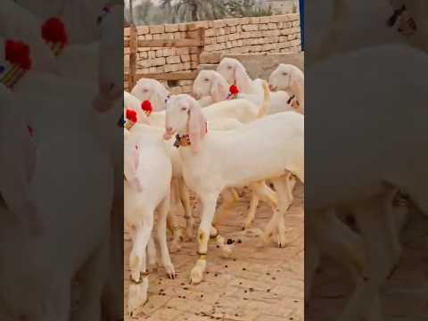 goat farming Gulabi bakriyon ki got pharming bakriyan paalne Ka Tarika bakriyon ki khurak bakra Mand