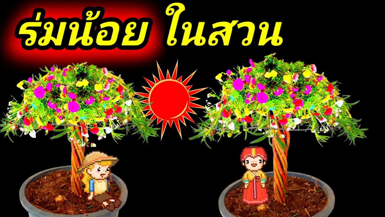 วิธีทำบอนไซแพรเซี่ยงไฮ้ แบบร่มกันแดดกันฝน จัดสวนหน้าบ้าน