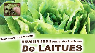 Comment réussir ses semis de Laitues : 🥬 Tout savoir 🥬