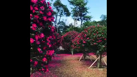 سورة الفاتحه بصوت مريح للقلب
