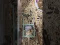 子ハムが餌を食べてたら…　#ハムスターのいる生活