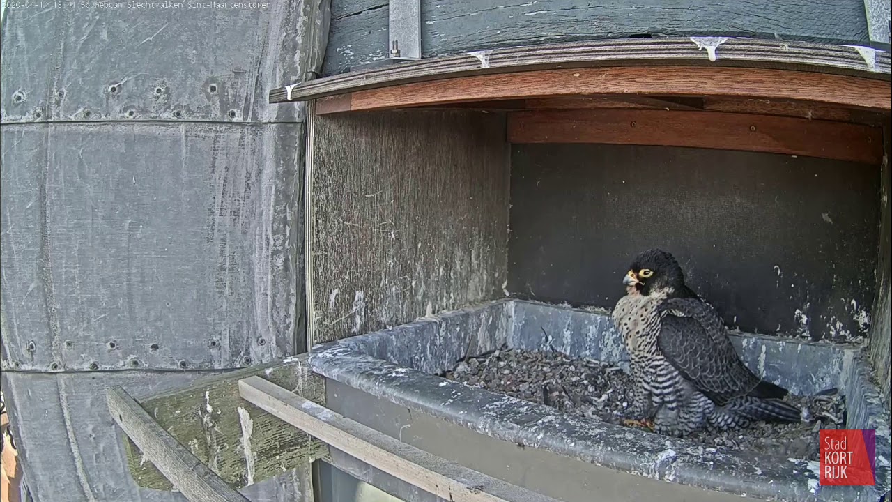 Kortrijk Peregrine falcon - Bonding 20200414