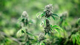 Ohio announces 56 sites where medical marijuana will be sold, including 5 in Columbus