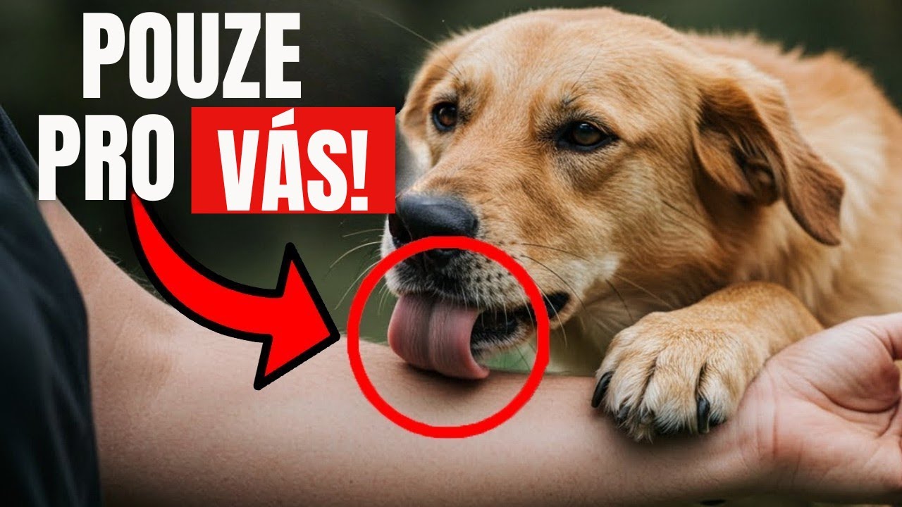 15 věcí, které psi dělají POUZE pro své MILOVANÉ LIDI!