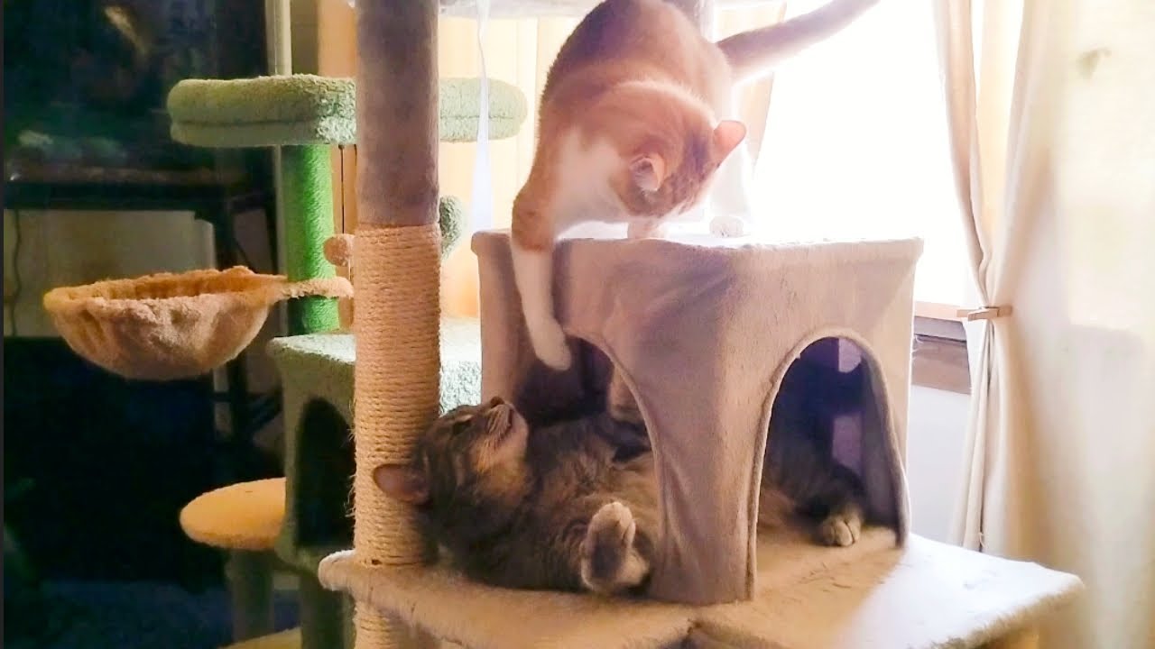 Cats Fighting in the Cat Tree 