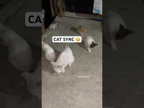 PERFECT CAT SYNC ✨ #catlife #kitten #cutecat #cute #cuteanimals #cat