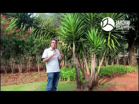 Vídeo: Red Yucca Care: Aprenda a plantar uma Yucca vermelha no jardim
