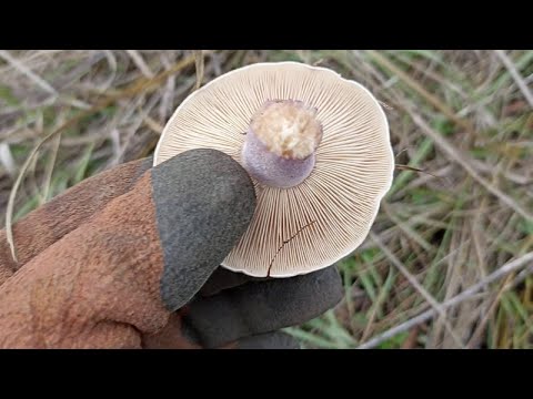 Самые вкусные Маринованные грибы на зиму. Синяя ножка