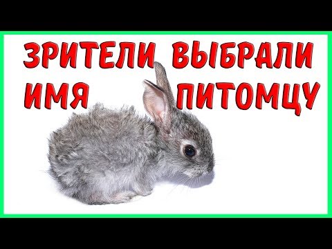 ЗРИТЕЛИ ВЫБРАЛИ ИМЯ ПИТОМЦУ