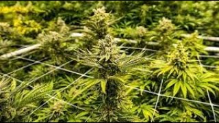 guerilla grow 2023