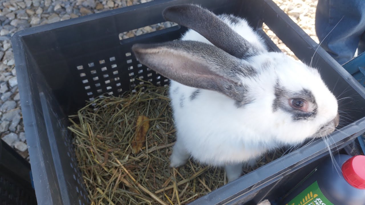 РИНОК ТВАРИН! Івано-Франківськ. 09.03.2025! #ринок #тварини #кури #кролики