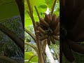 Red Banana ❤️❤️❤️ #fruit #garden #farming