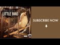 Little Bird - Louise Golbey (Official Music Video)