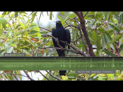 Pacific Koel (Eastern