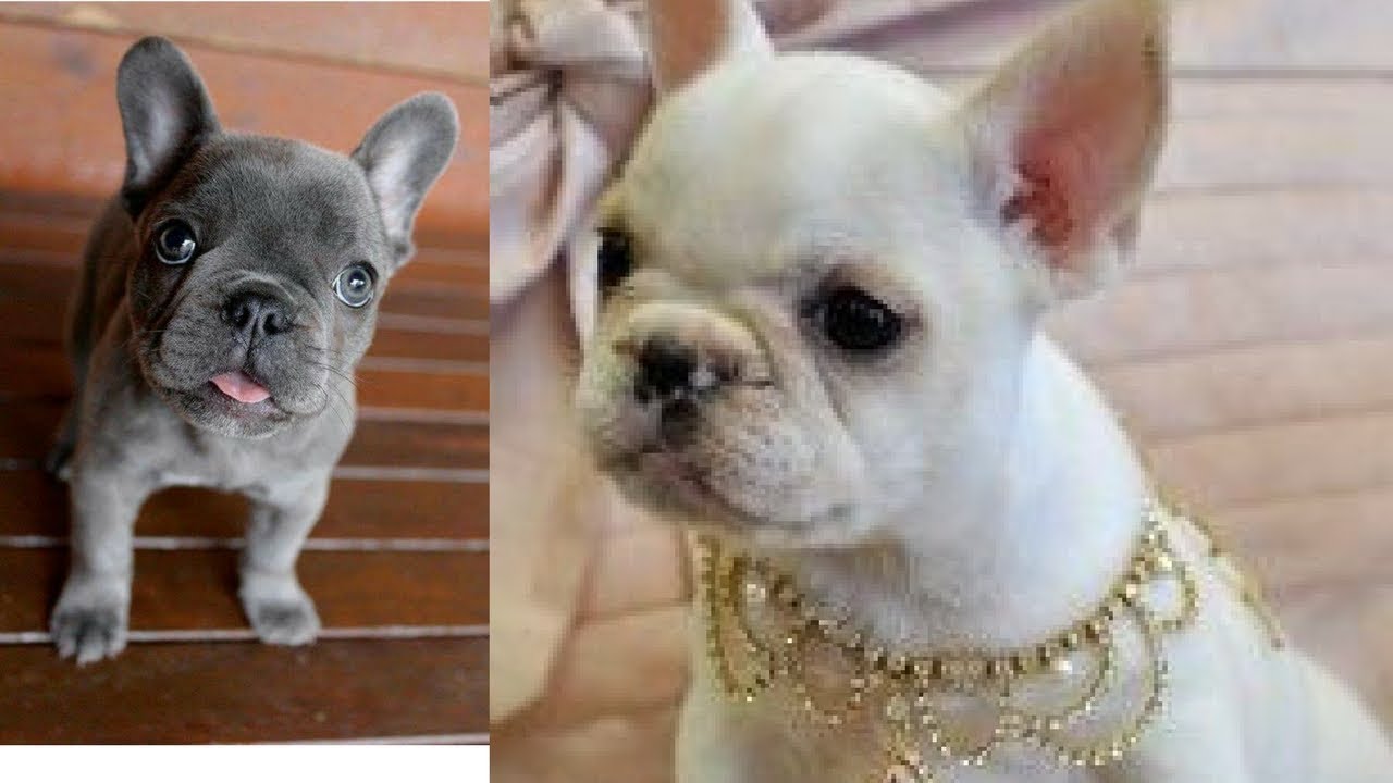 Best Funny Dogs Compilation Best Dog And Puppy Fails 7 Dogs Funny Dogs Best Dogs Best Funny Dogs Compilation Best Dog And Puppy Fails 7 Dogs Funny Dogs Best Dogs