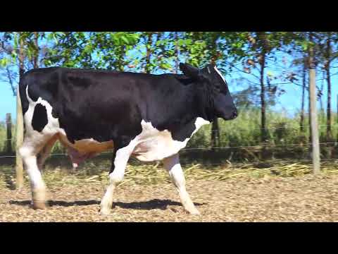 LOTE 447 BOI 6156