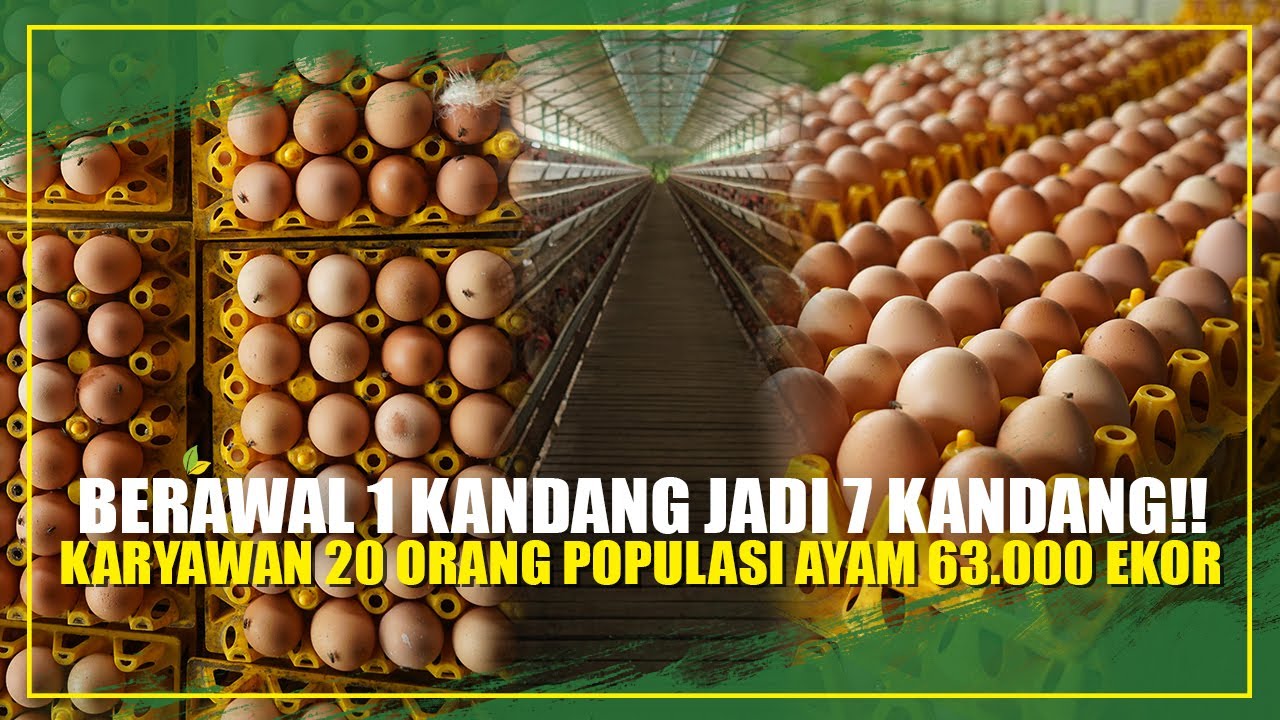 BERAWAL DARI 1 KANDANG KINI PUNYA 7 KANDANG 65.000 AYAM PETELUR