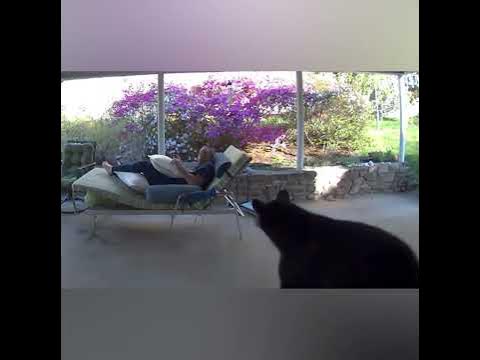 Bear stuns man ‘chillaxing’ on patio in video: ‘My eyeballs got a