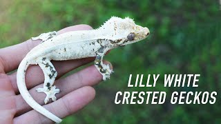 Lilly White Crested Geckos! Breeders, Holdbacks and more!