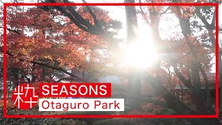 Otaguro Park  Autumn