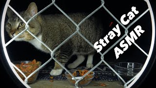 Cat ASMR : Hungry Homeless Urban Street Cat Eating & Crunching Sounds