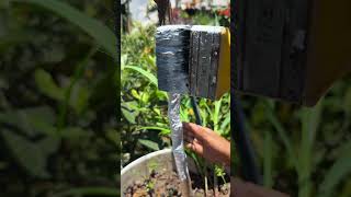 Como usar esto en los frutales de casa