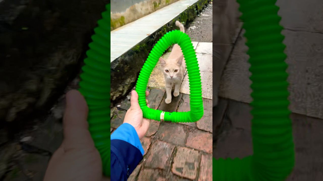 아이돌 칼군무 뺨치는 아라의 Woah시절 #2020#woah #미소아라티티 #puppy #funny #pets #cat