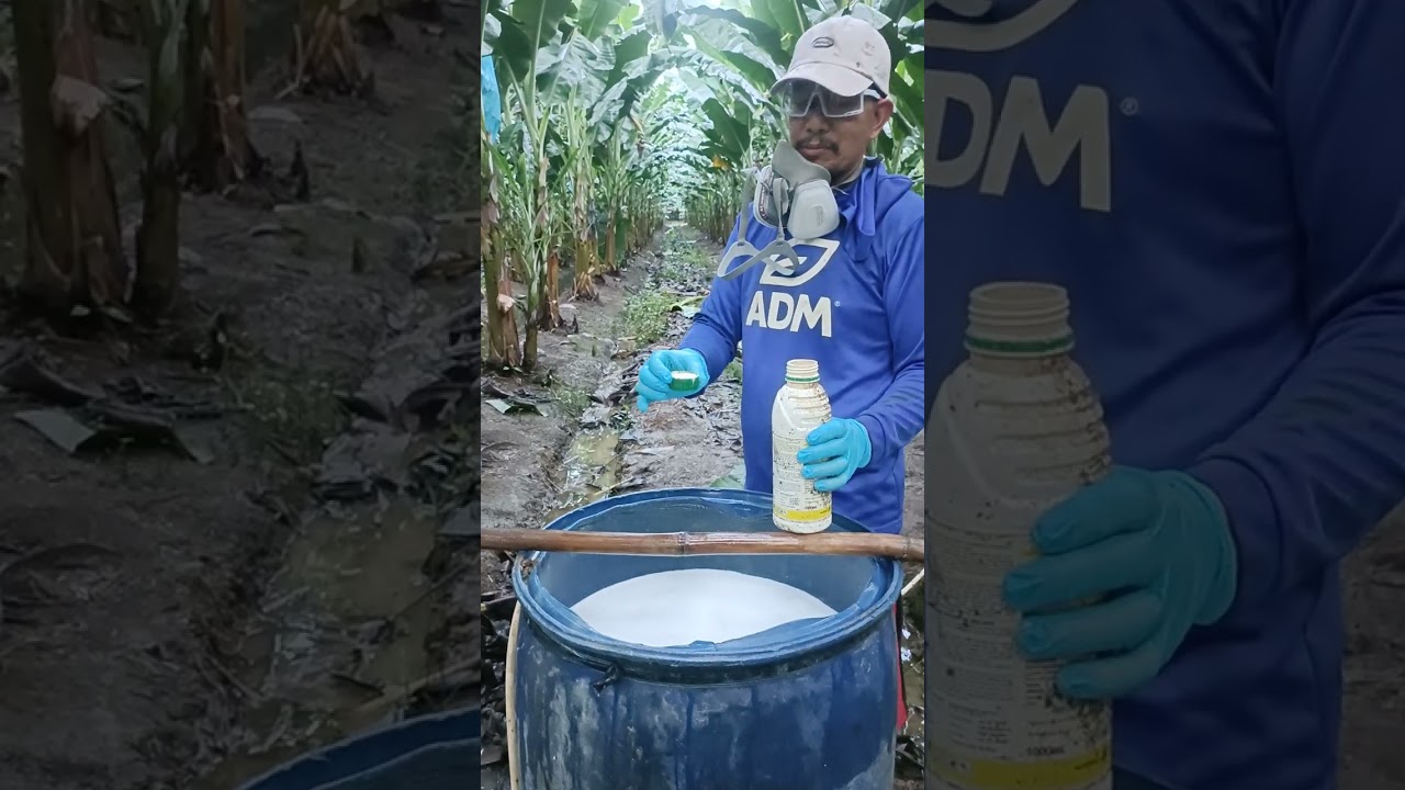 Fungicide application sigatoka control #fungicide#kgurga#lakatanfarming