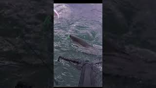 Lake Ontario King Salmon - Trolling for King & Coho Salmon fishing shorts  shortsvideo