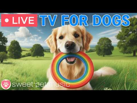 🔴24 Hours of Dog TV🎵🐶Calming Music for Dog Sleep🐾🩷Soothing Dog Music for Anti Stress and Anxiety