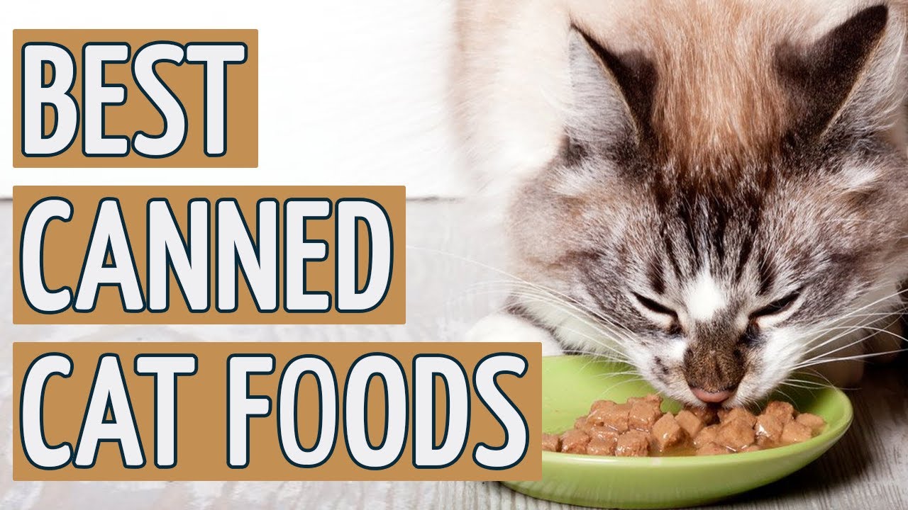 ⭐️ Best Canned Cat Food: TOP 11 Canned Cat Foods of 2018 ⭐ ...