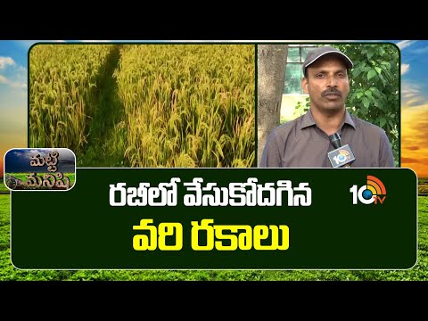 రబీలో వేసుకోదగిన వరి రకాలు | New Paddy Crop Suitable For Rabi | Matti Manishi | 10TV - 10TVNEWSTELUGU