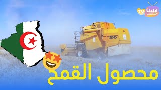 شاهد خيرات محصول القمح  في الجزائر هذا العام