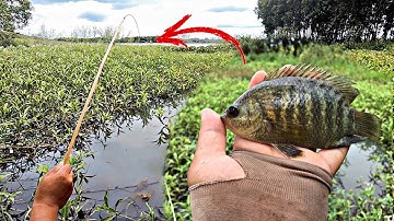 Câu Cá Rô Biển | Loài Cá Đồng Tự Nhiên Đang Hiếm Dần