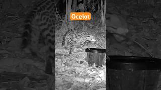 Ocelot is Nice -Best  Trail Cam Clips 2024