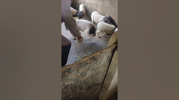 catching piglets by hand #pig #boar #hog #viral #animal #wildpig #wildboar #wildlife #farmlife