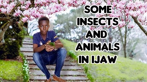 SOME INSECTS AND ANIMALS IN IJAW