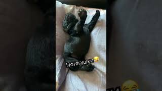 Кошка пытается разбудить щенка #viral #dog #puppy #labrador #cute #милота #лабрадоры #trending