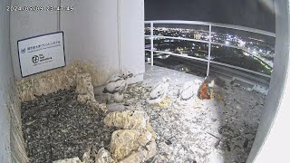 Osaka Peregrine Falcons/2024-05-09/ Sara brings Ruddy Kingfisher for chicks at night