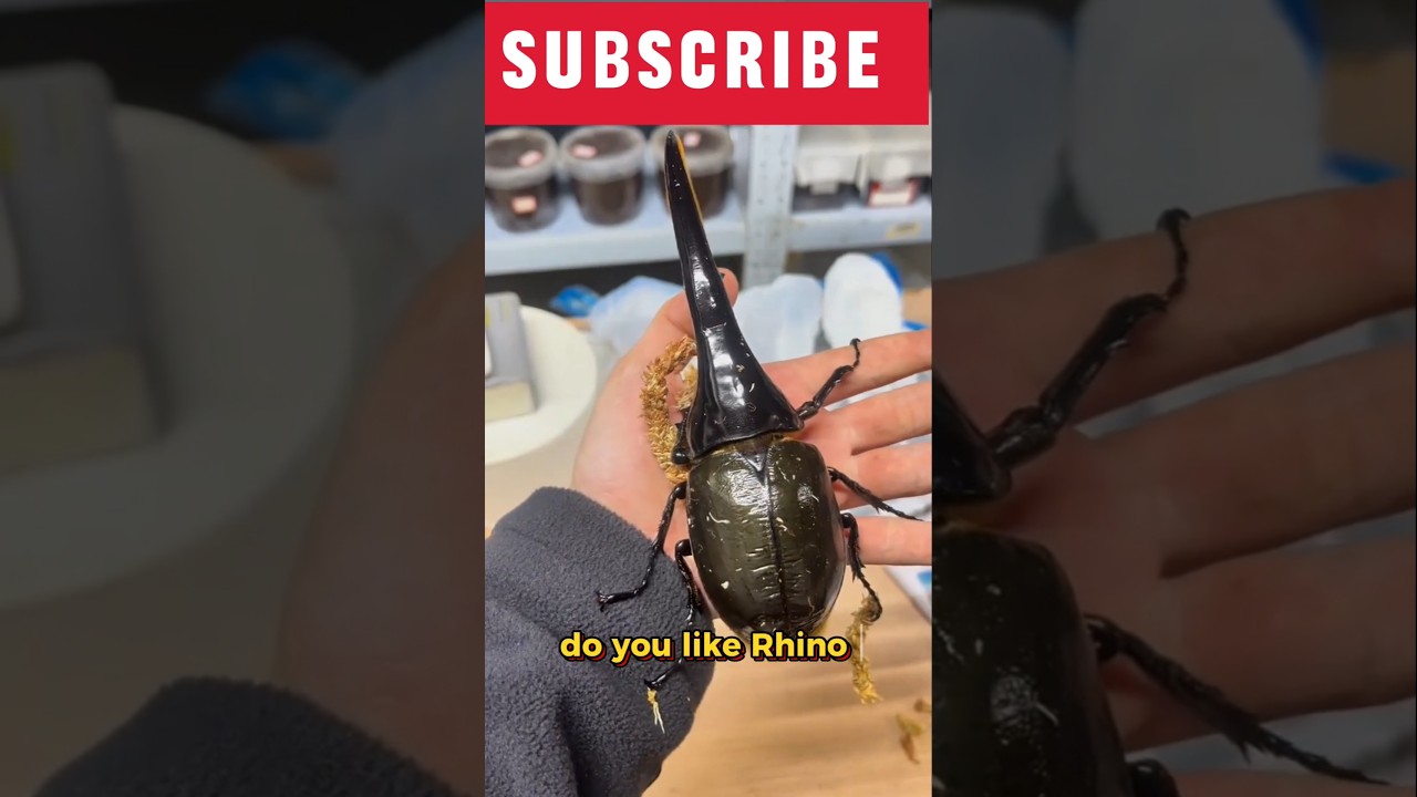 "The Rhino Beetle: A Surprisingly Cool Pet!" 