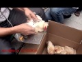 How to caponize a cockerel caponizing roosters in china