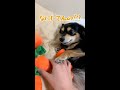 犬、怒っていても体が反応してしまう言葉