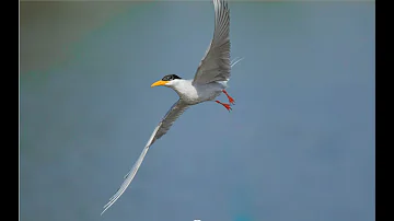 River Tern Preening - A Moment of Elegance | Wildlife Documentary | Migratory Bird | Nature | River