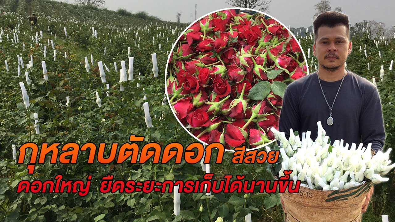 ทำสวนกุหลาบตัดดอก  สวยๆ อำเภอพบพระ