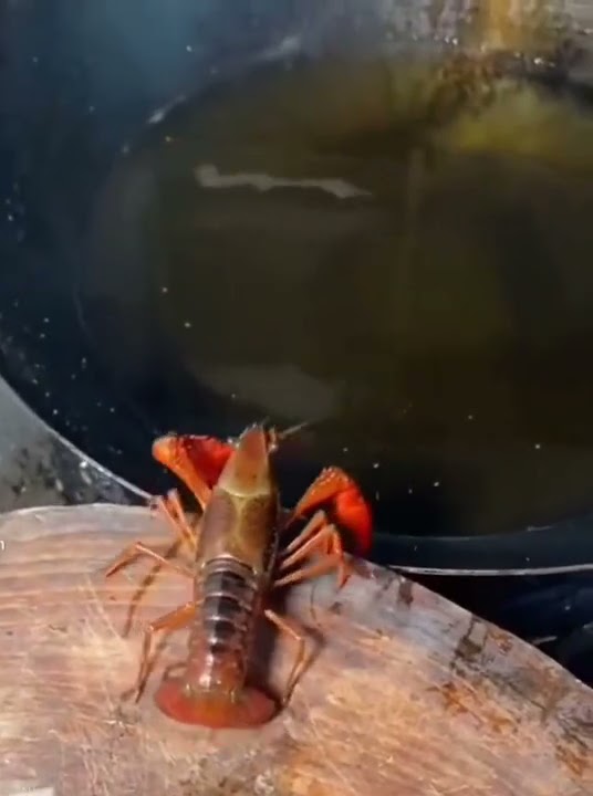 Lobster digoreng sendiri dengan minyak 😱😱