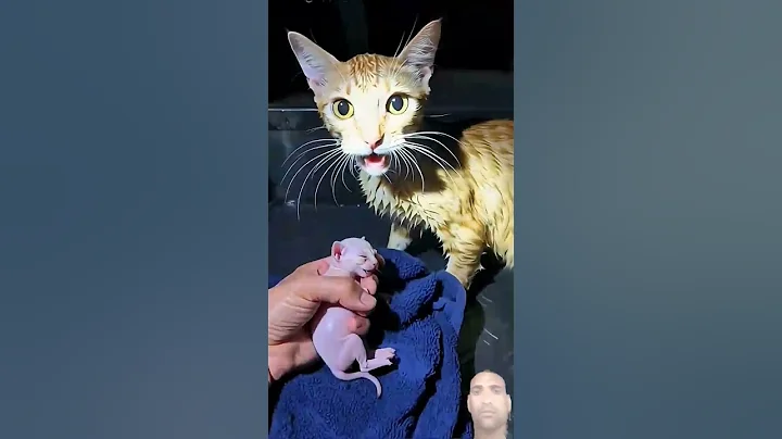 Video 11569771: sphynx kitten cute cat, sphynx cat funny kitten