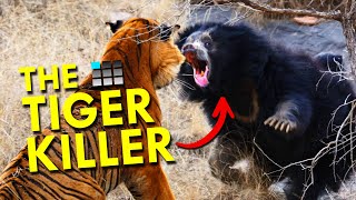 Sloth Bears Are Tiger Killers | The Bear Alignment Chart