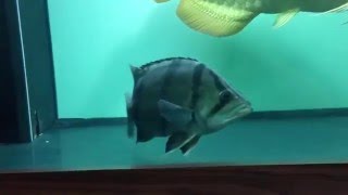 Giant Northen Thai Tiger Datnoid Fish Exploring His New Home